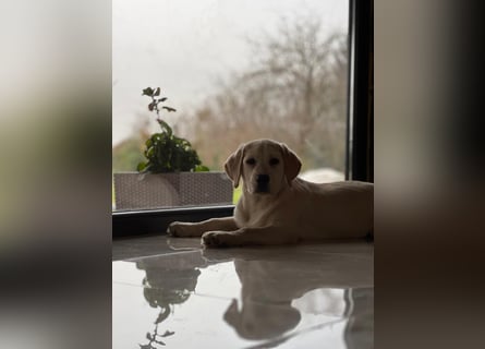 Labrador retriever, mit Lieferung,  FCI Papieren.