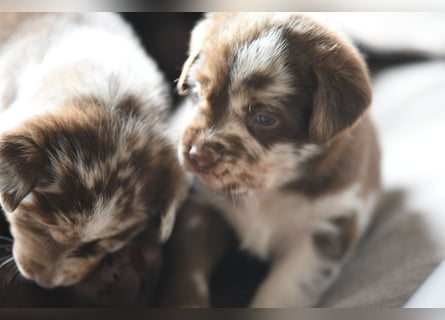 Aussiedor Aussiedorwelpe Welpe Australien Shepherd x Labrador