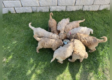 Goldendoodle F1b Welpen F1bb -apricot hell dunkel