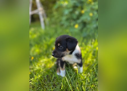 Wunderschöne Australien Shepherd Border Collie Welpen