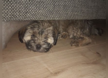 Tibet Terrier Rüde