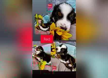 Australian Shepherd Wurfankündigung