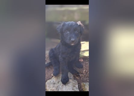 11 putzmuntere Aussiedoodles