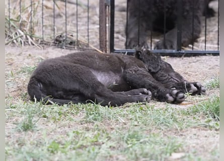 Curly Coated Retriever – braune Rüden (8 Wochen) aus dem Zwinger Cornrow