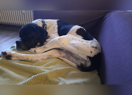 Sangria  - Portugiesischer Pointer, lieb und verträglich