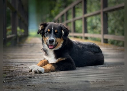Bezaubernde Australian Shepherd Welpen
