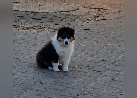 umzugsbereit, Reinr. Colliewelpen m. Ahnentafel zu verk.