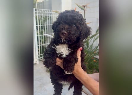 Lagotto Romagnolo Welpen reinrassige