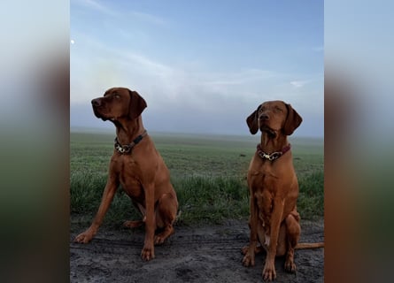 Magyar Vizsla Wurfankündigung