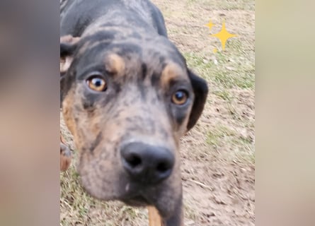 Louisiana Leopard - Catahoula