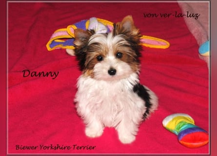 kleiner Biewer Yorkshire Terrier Rüde