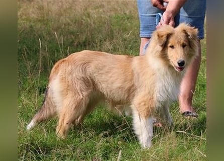 Collie Welpen aus VDH Zucht