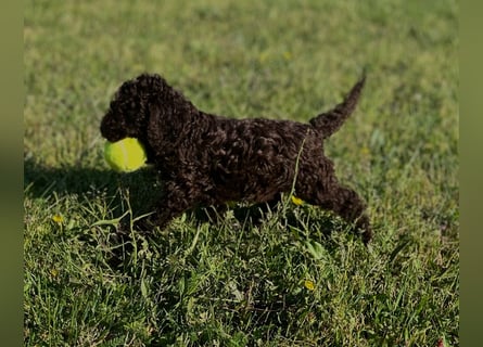 Lagotto Romagnolo – Hochwertige Welpen aus der registrierten Zuchtstätte King of the Truffles