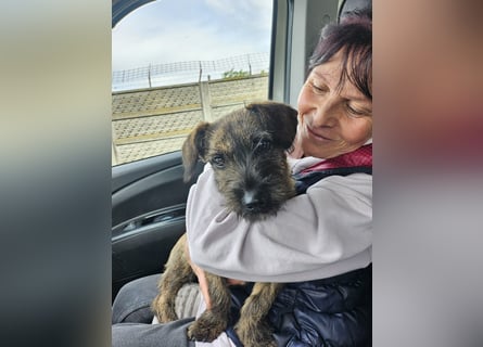Mona – kleine Herzenshündin sucht ihr Für-immer-Zuhause