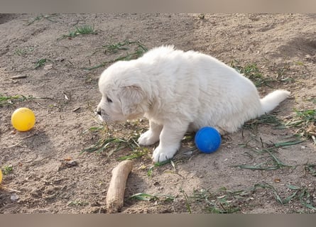Golden Retriever Welpen