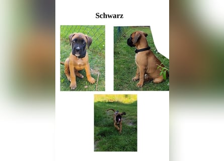 Boxer-Welpen von mehrmaligen Teilnehmern der Deutschen Meisterschaften!!!