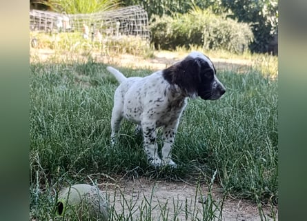 English setter Rüde Welpe