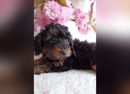 Wunderschöne Zwergpudelwelpen in Rot und Black & Tan