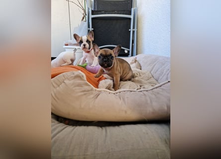 Französische Bulldoggen Welpen