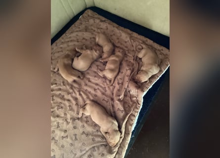 Magyar Vizsla Welpen