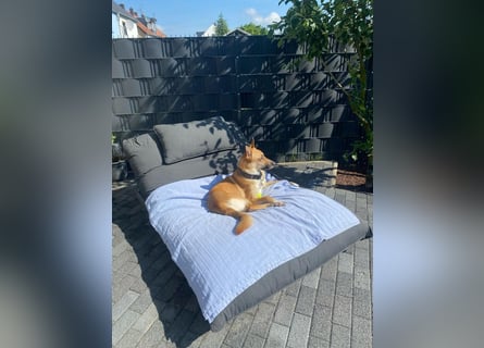 Mica, 3 Jahre, sucht ein neues Zuhause