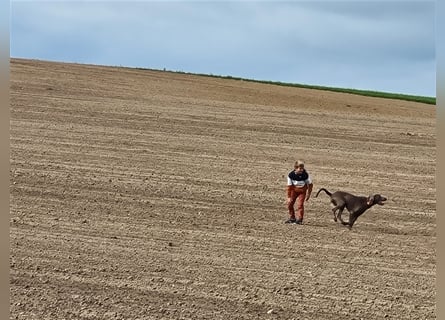 Weimaranermischling