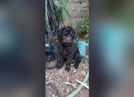 2 putzmuntere Aussiedoodles