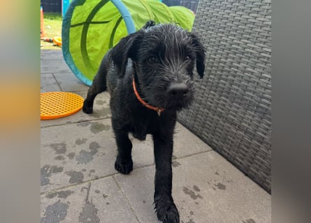 Mittelschnauzer Welpe Rüde