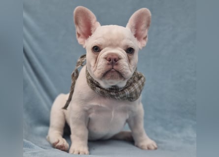 Französische Bulldogge TOP Qualität Platinum Lilac/Tan