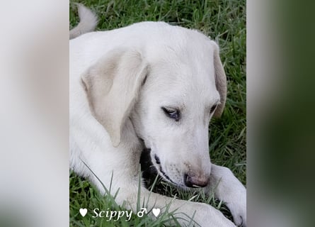 Marla, Scippy und Kea auf der Suche nach ihrer Familie
