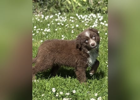 Tolle Australian Shepherd Welpen suchen Ihre Herzenfank