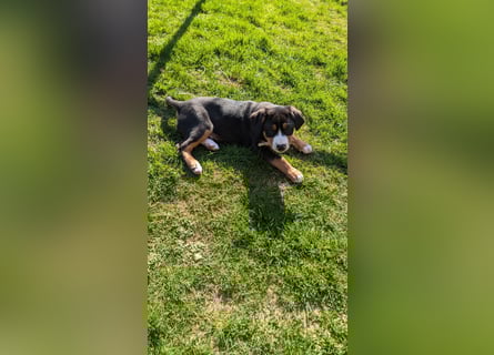 Große-Schweizer-Sennenhund-Welpen