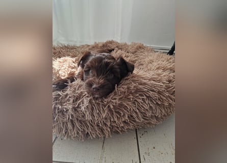 Süsses Yorki Bolonka Zwetna Mädchen Welpe abzugeben