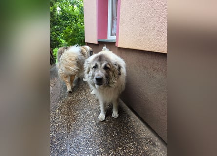 Max – Jung, klug, loyal