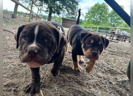 Exotic Bully Bulldog OEB Welpen Bulldogge
