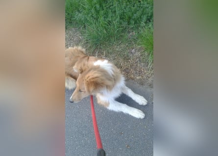 Colliemädchen - altschottische Linie