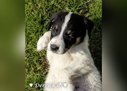 Derrick sucht ab Ende Juni ein liebevolles Zuhause