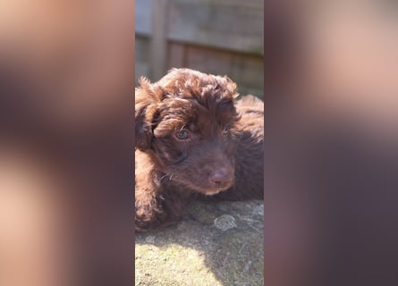 11 putzmuntere Aussiedoodles