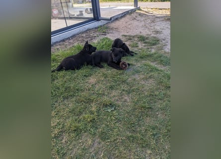 Deutscher schwarzer schäferhund mit Papieren
