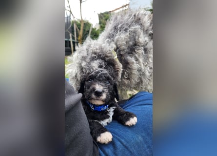 Bergamasker Barbet Mix Doodle Bergamasco Franz. Wasserhund Bergadoodle für Allergiker nicht haarend