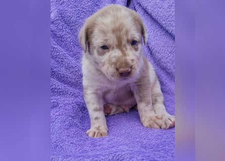 Labrador Aussiedor Welpen aus liebevoller Zucht