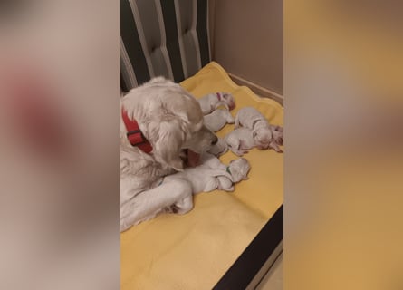 Zuckersüße Golden Retriever Welpen