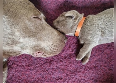 Labrador silber Welpen mit Ahnennachweis 12.08.24 geboren