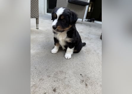 Mini Australien Shepherd Welpen suchen Traumzuhause
