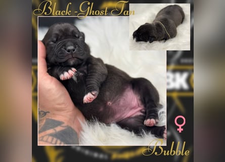 Kingzbullys Classic Edition/American Bully Classic