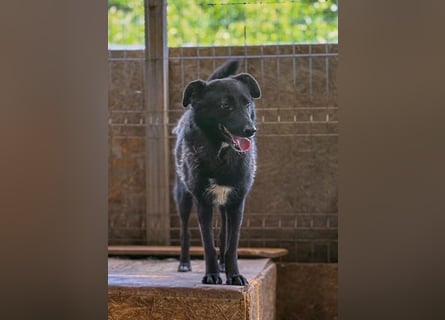 Schwarze Schönheit BELLA sucht ihre Menschen