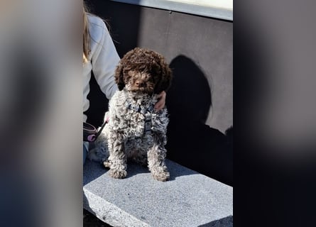 Lagotto Romagnolo Rüde mit Handicap