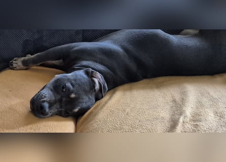 Süße Labradorwalmaraner/ American bully (pocket) Mix