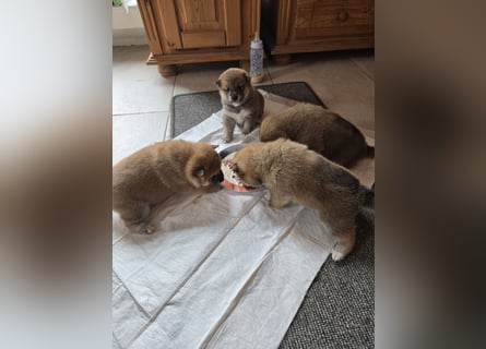 Shiba inu Welpen.   vom Haus Joe   ,Liebhaberzucht