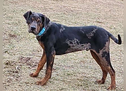 Louisiana Leopard - Catahoula